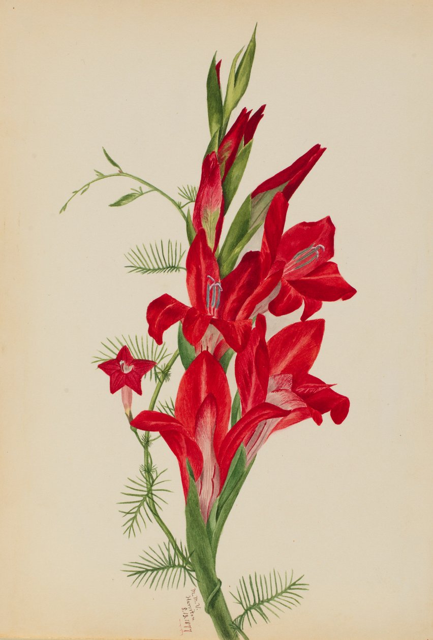 Cannat ja Cypress Vine (Canna-lajit ja Ipomoea quamoclit). tekijältä Mary Vaux Walcott