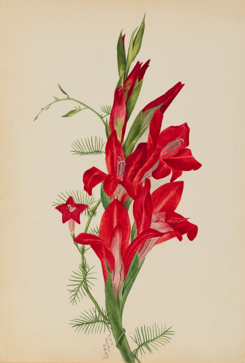 Kannat ja sypressiköynnös Kannalajit ja Ipomoea quamoclit, 1877. tekijältä Mary Vaux Walcott