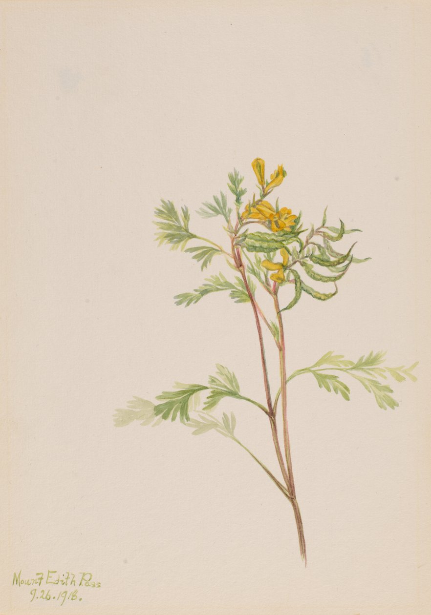 Capnoides aureum, 1918. tekijältä Mary Vaux Walcott