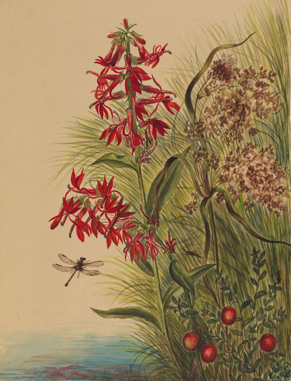 Kardinaalikukka (Lobelia cardinalis) tekijältä Mary Vaux Walcott