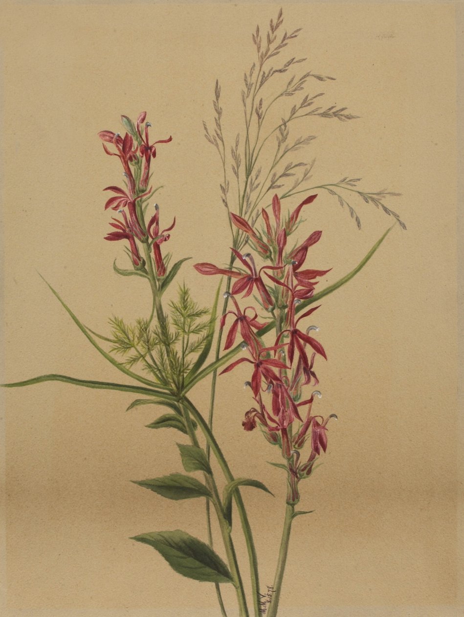 Kardinaalikukka (Lobelia cardinalis) tekijältä Mary Vaux Walcott