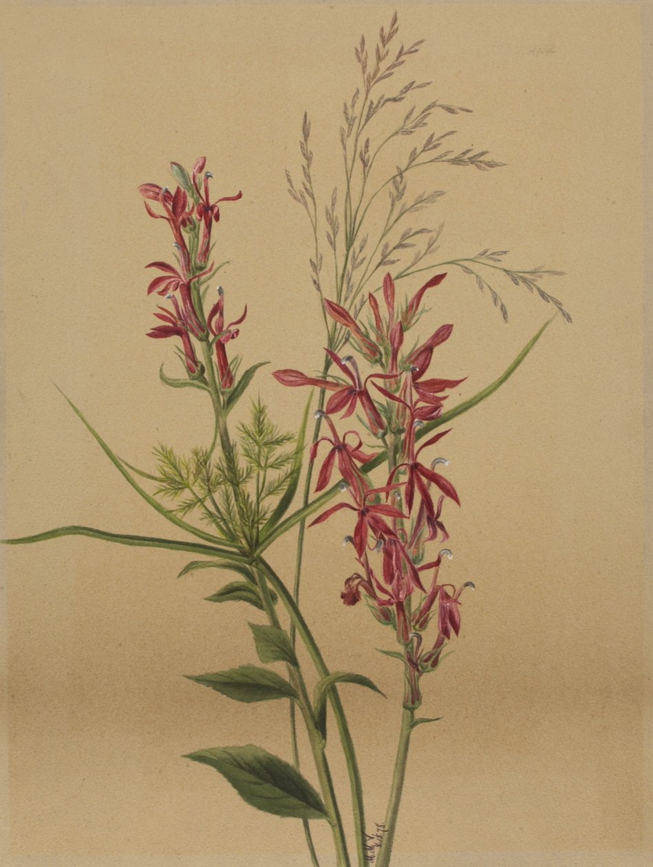 Kardinaali Flower Lobelia cardinalis, 1878. tekijältä Mary Vaux Walcott