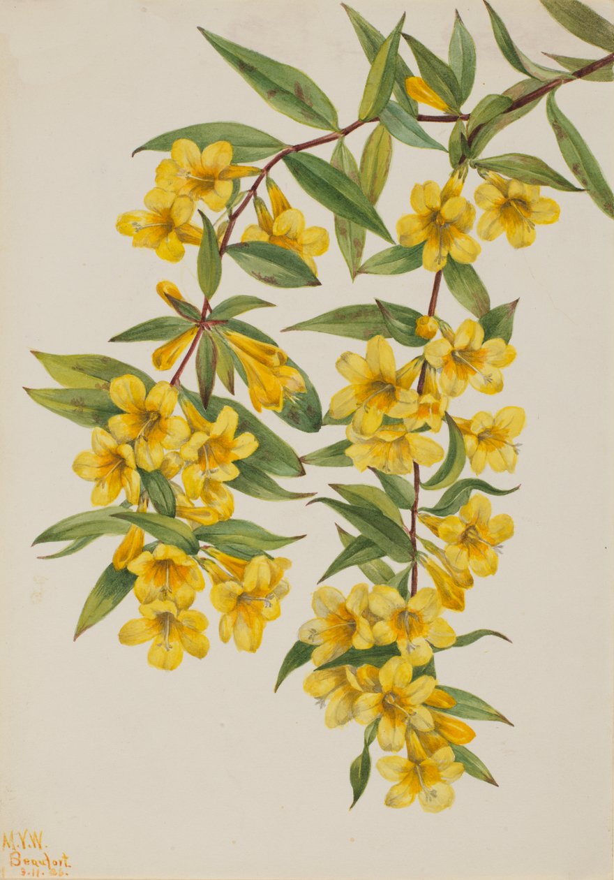 Carolina Jessamine Evergreen Jasmine, 1926 tekijältä Mary Vaux Walcott