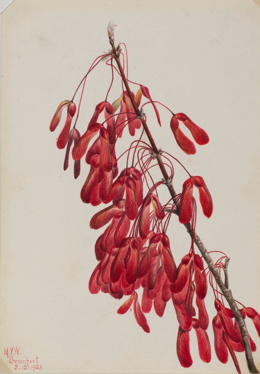 Carolina Vaahtera (Acer carolinianum) tekijältä Mary Vaux Walcott
