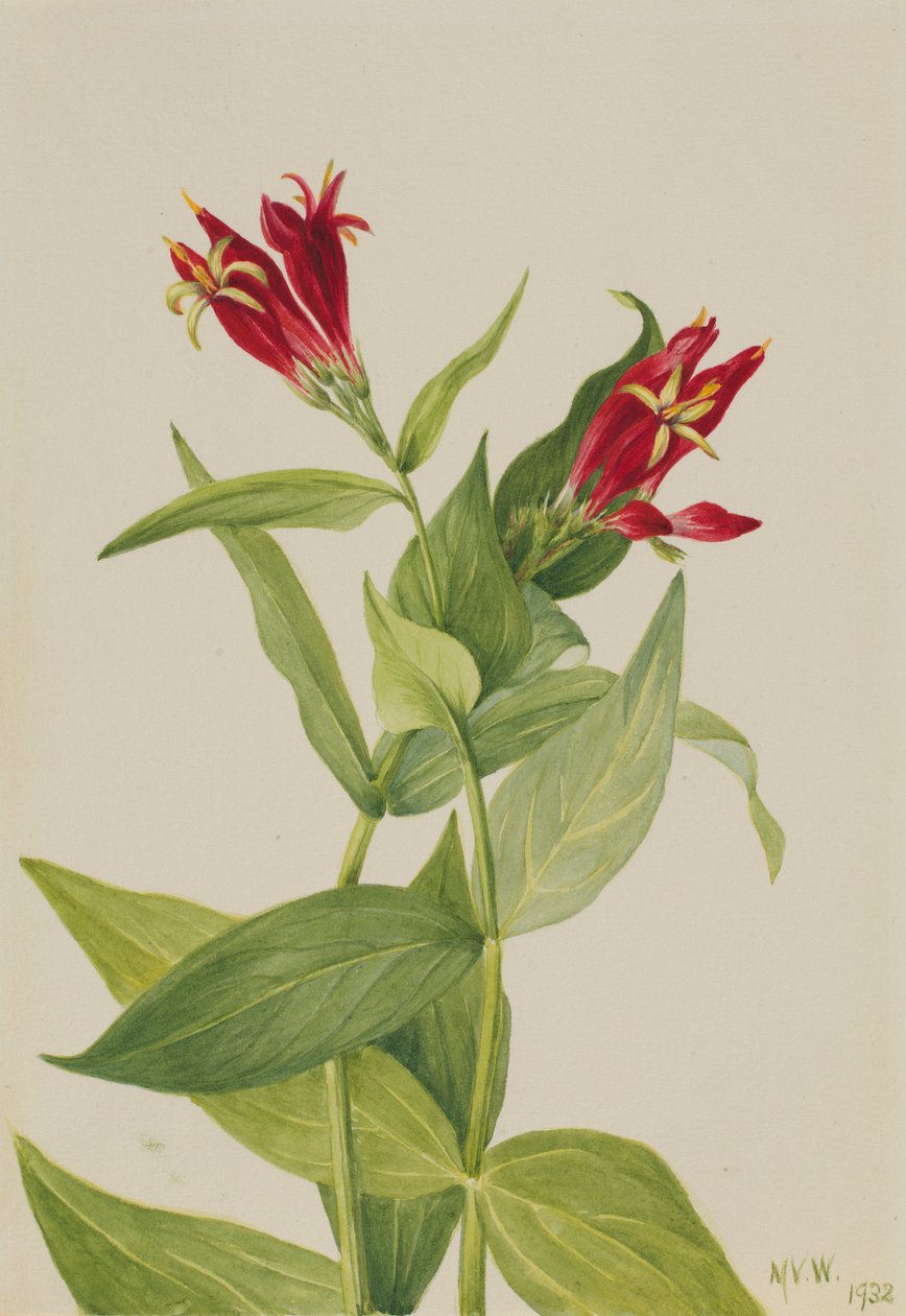 Carolina Pink (Spigelia marylandica) tekijältä Mary Vaux Walcott