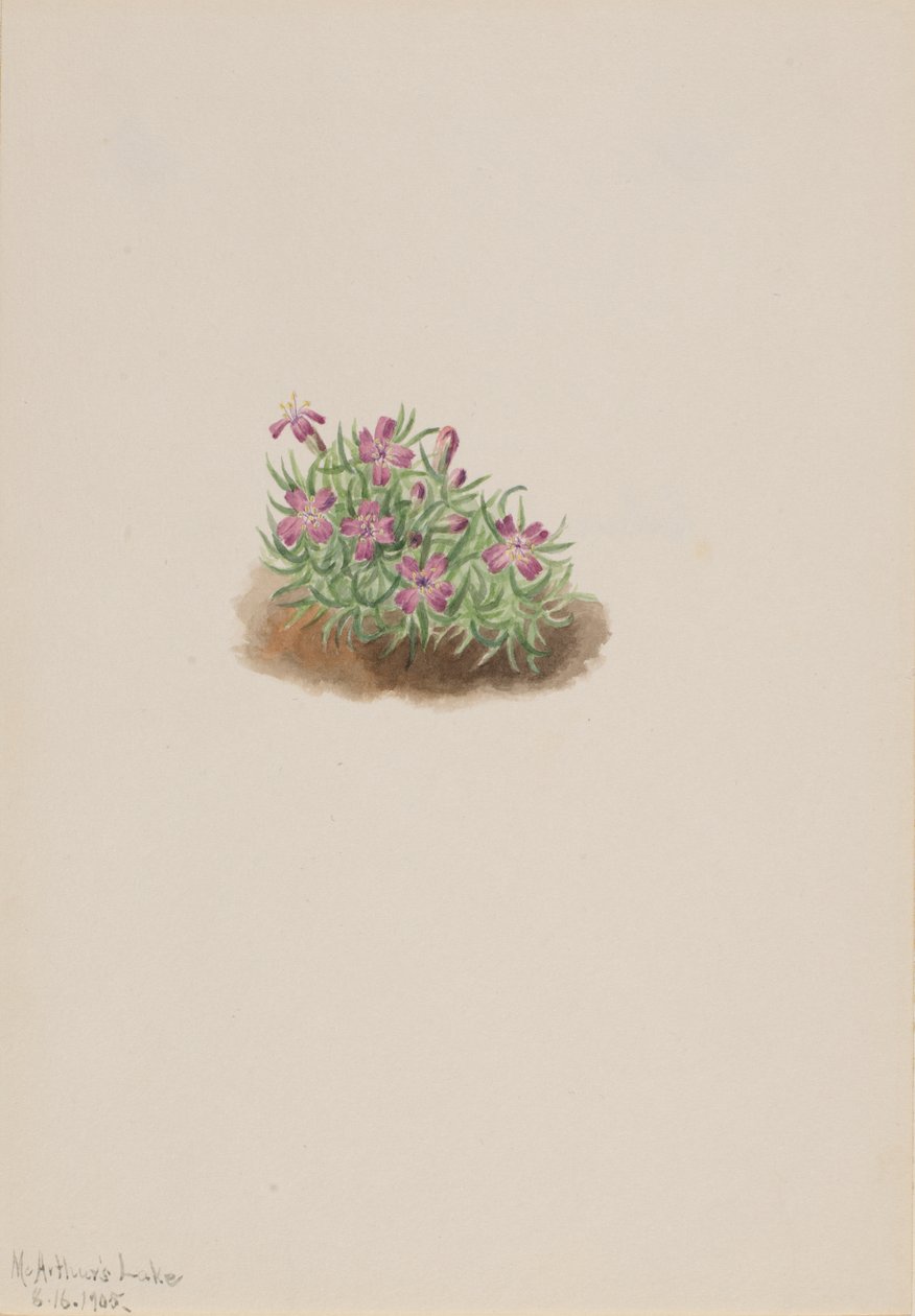 Matto Pink Silene acaulis, 1905. tekijältä Mary Vaux Walcott