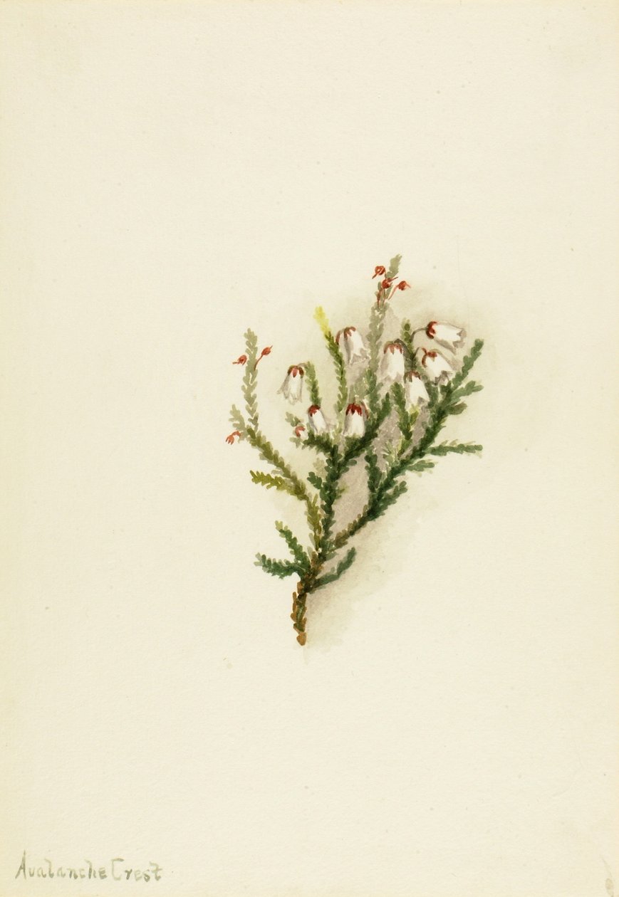 Cassiope (Cassiope mertensiana) tekijältä Mary Vaux Walcott