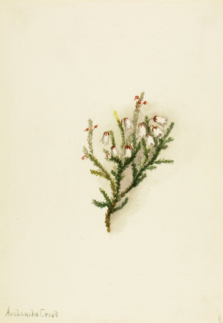 Cassiope Cassiope mertensiana, n. 1900-1905. tekijältä Mary Vaux Walcott