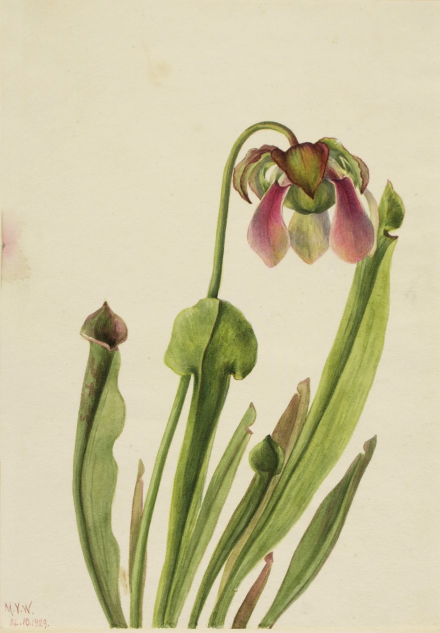 Catesby Pitcherplant Sarracenia catesaei, 1929. tekijältä Mary Vaux Walcott