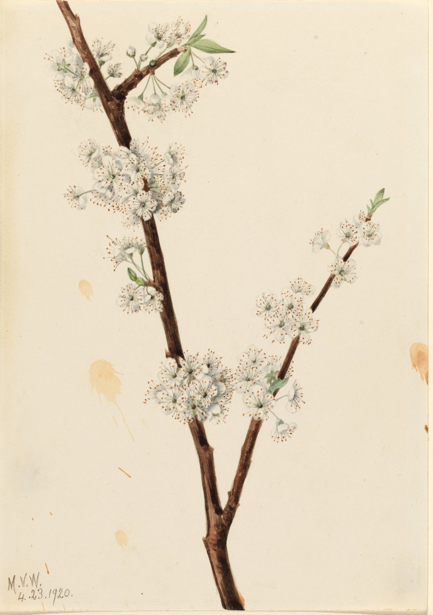 Chickasaw Luumu (Prunus angustifolia) tekijältä Mary Vaux Walcott