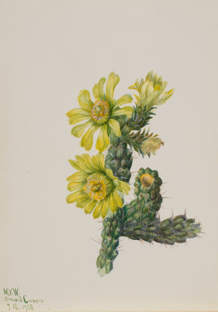 Cholla Opuntia whipplei, 1938. tekijältä Mary Vaux Walcott