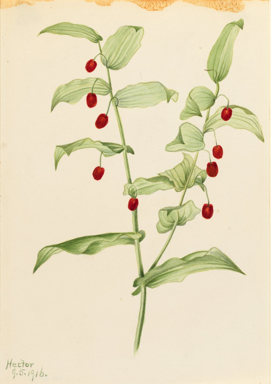 Kierretty varsi (Streptopus amplexifolius) tekijältä Mary Vaux Walcott