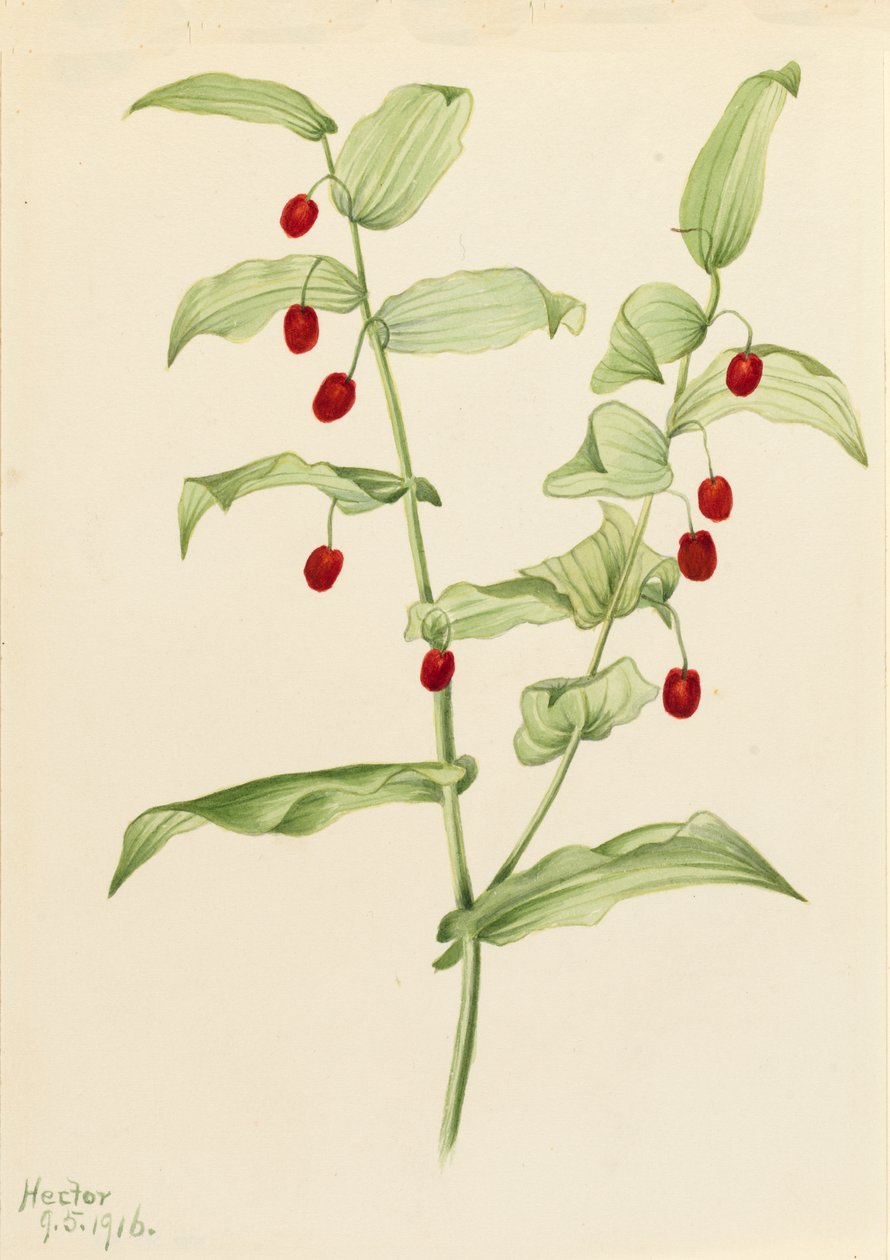 Kierretty varsi Streptopus amplexifolius, 1916. tekijältä Mary Vaux Walcott