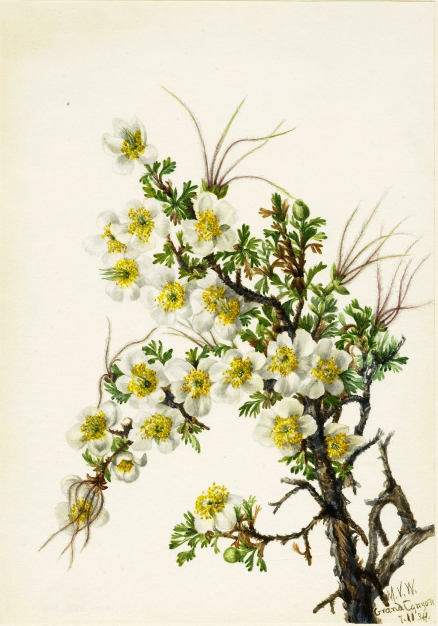 Cliffrose Cowania Stansburiana, 1934. tekijältä Mary Vaux Walcott