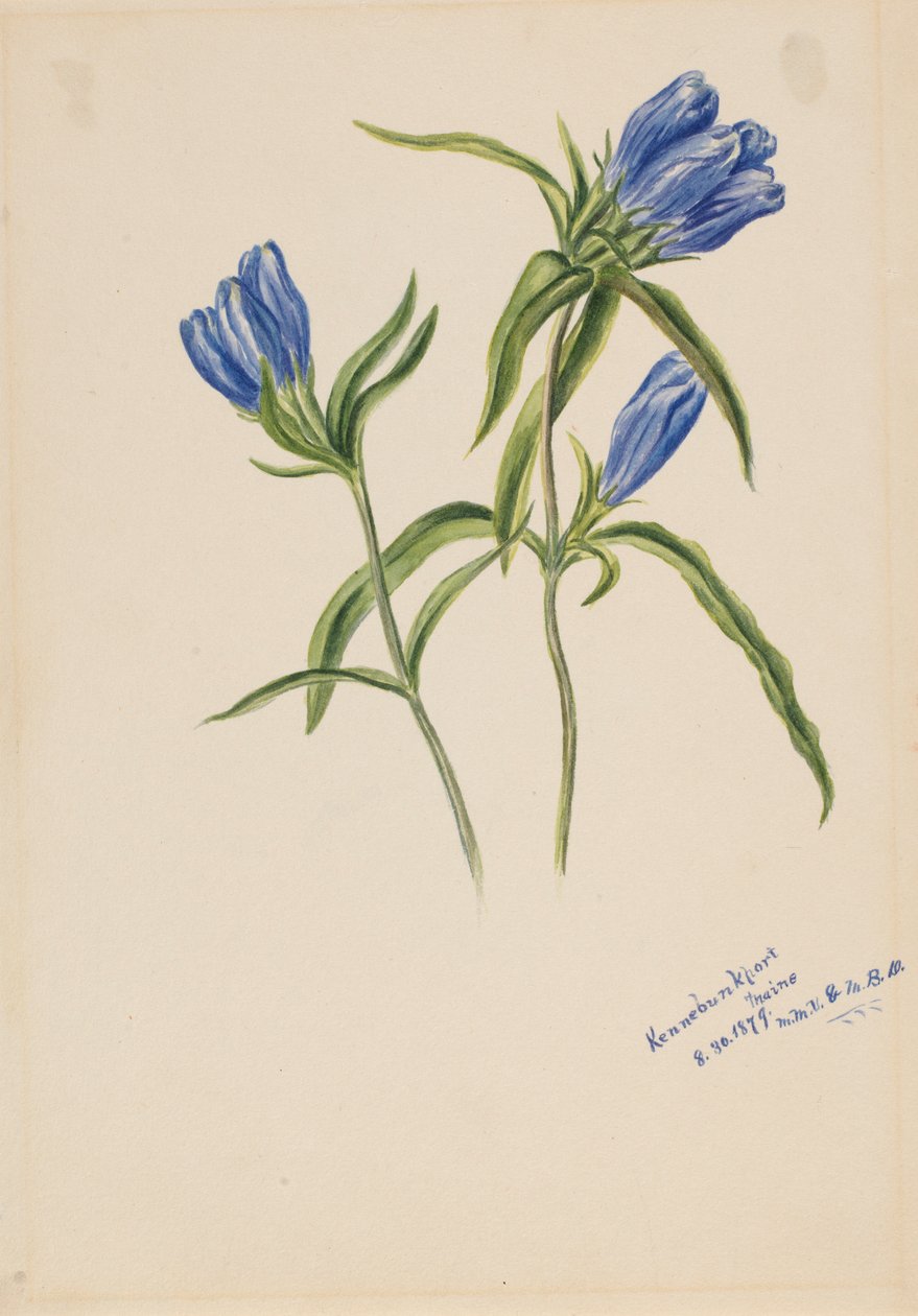 Suljettu Gentian (Gentiana andrewskii) tekijältä Mary Vaux Walcott