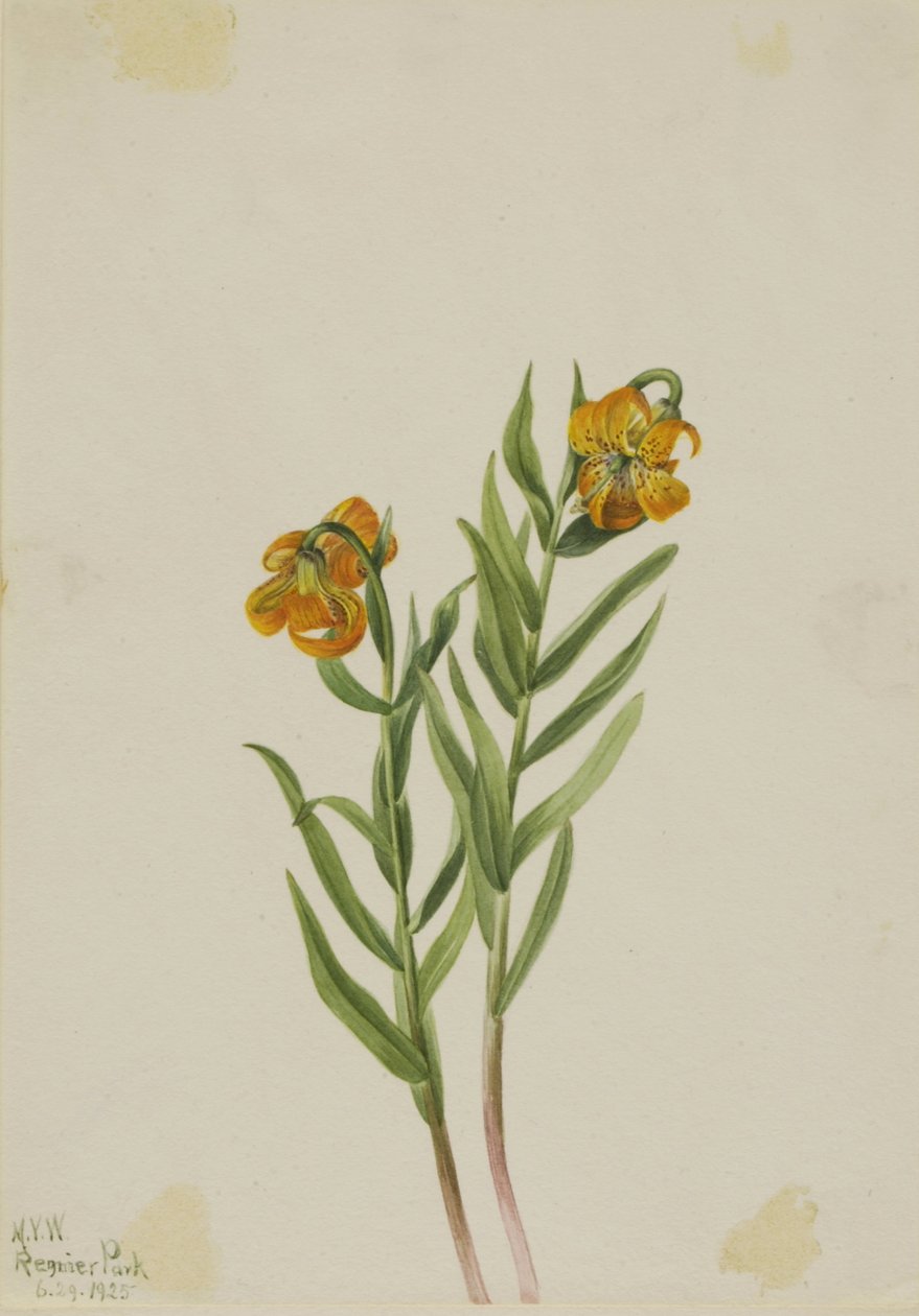 Columbia Lily (Lilium columbianum) tekijältä Mary Vaux Walcott