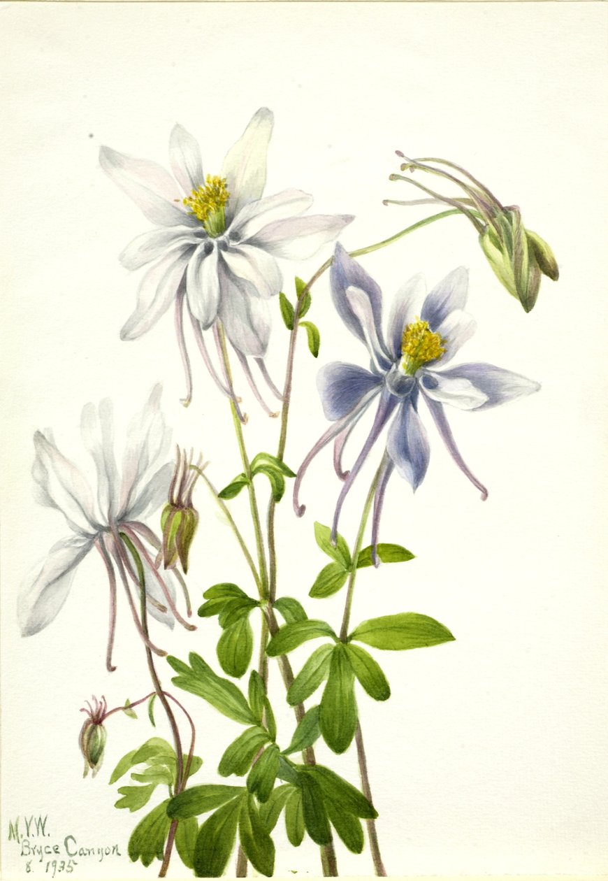 Akileija (Aquilegia ecalcarata) tekijältä Mary Vaux Walcott