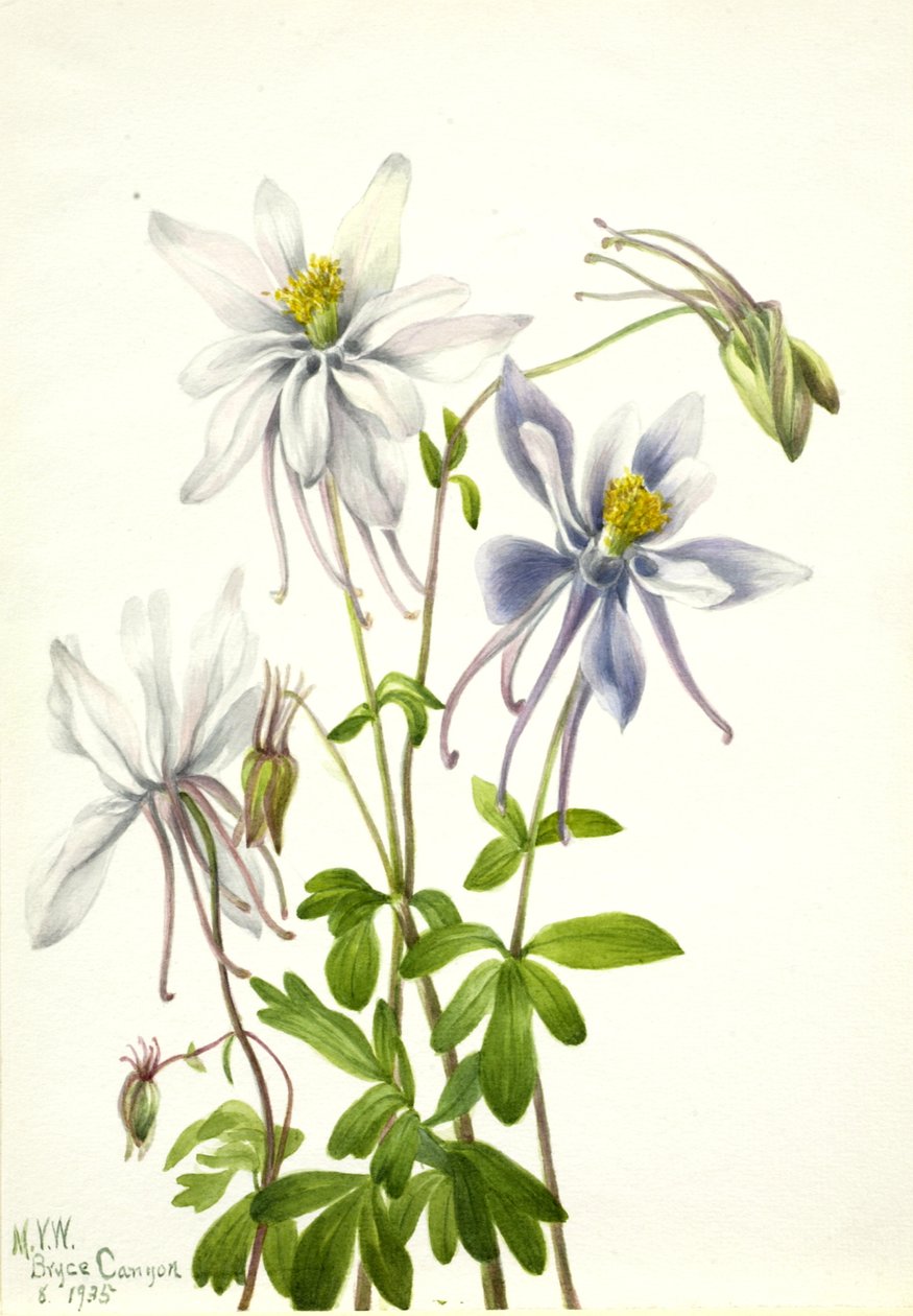 aColumbine Aquilegia ecalcarata, 1935. tekijältä Mary Vaux Walcott