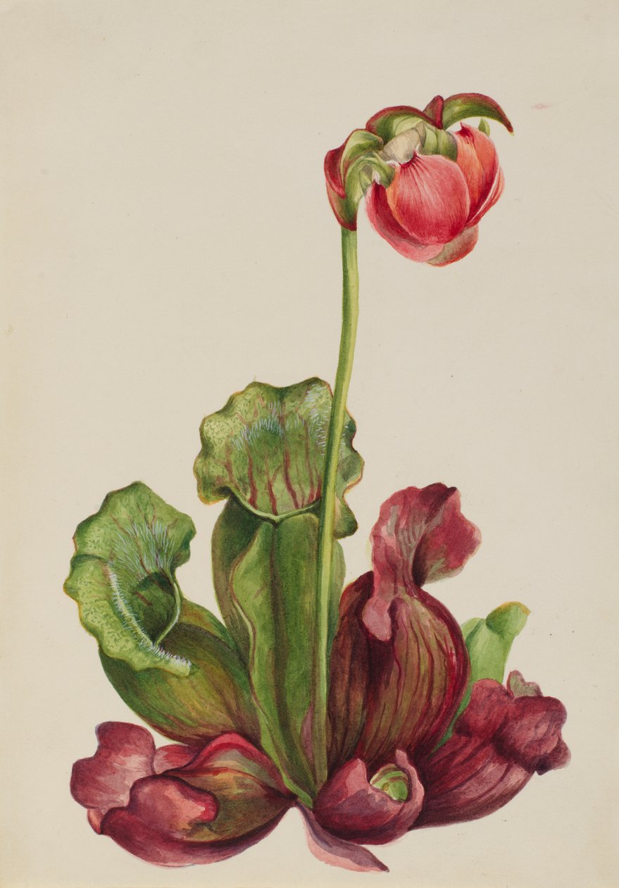 Tavallinen kakkukasvi Sarracenia purpurea venosa, 1931. tekijältä Mary Vaux Walcott