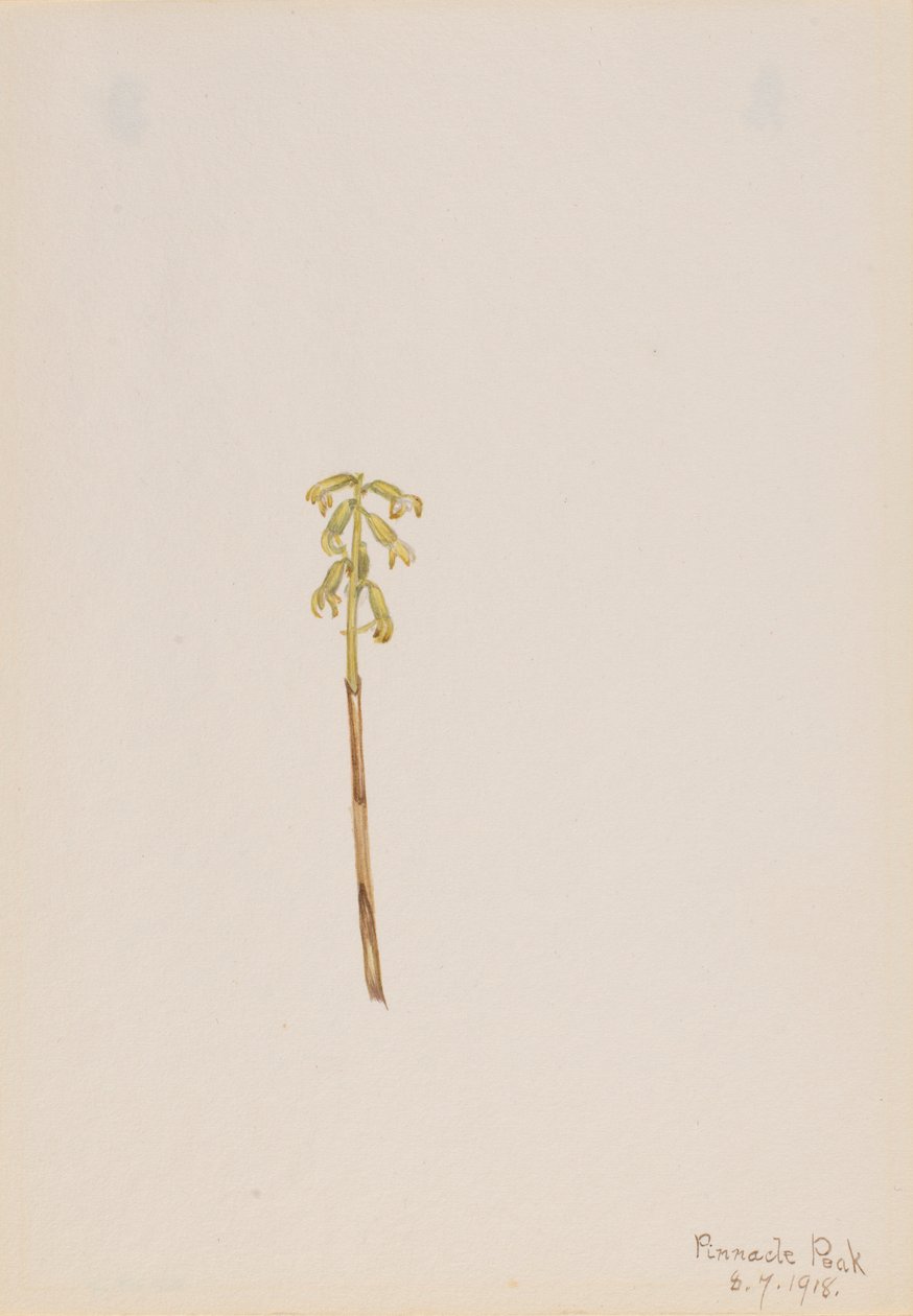 Corathorhiza corallorhiza tekijältä Mary Vaux Walcott