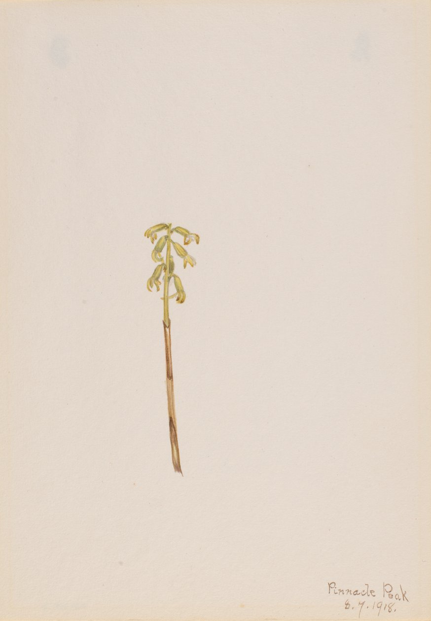 Corathorhiza corallorhiza, 1918. tekijältä Mary Vaux Walcott