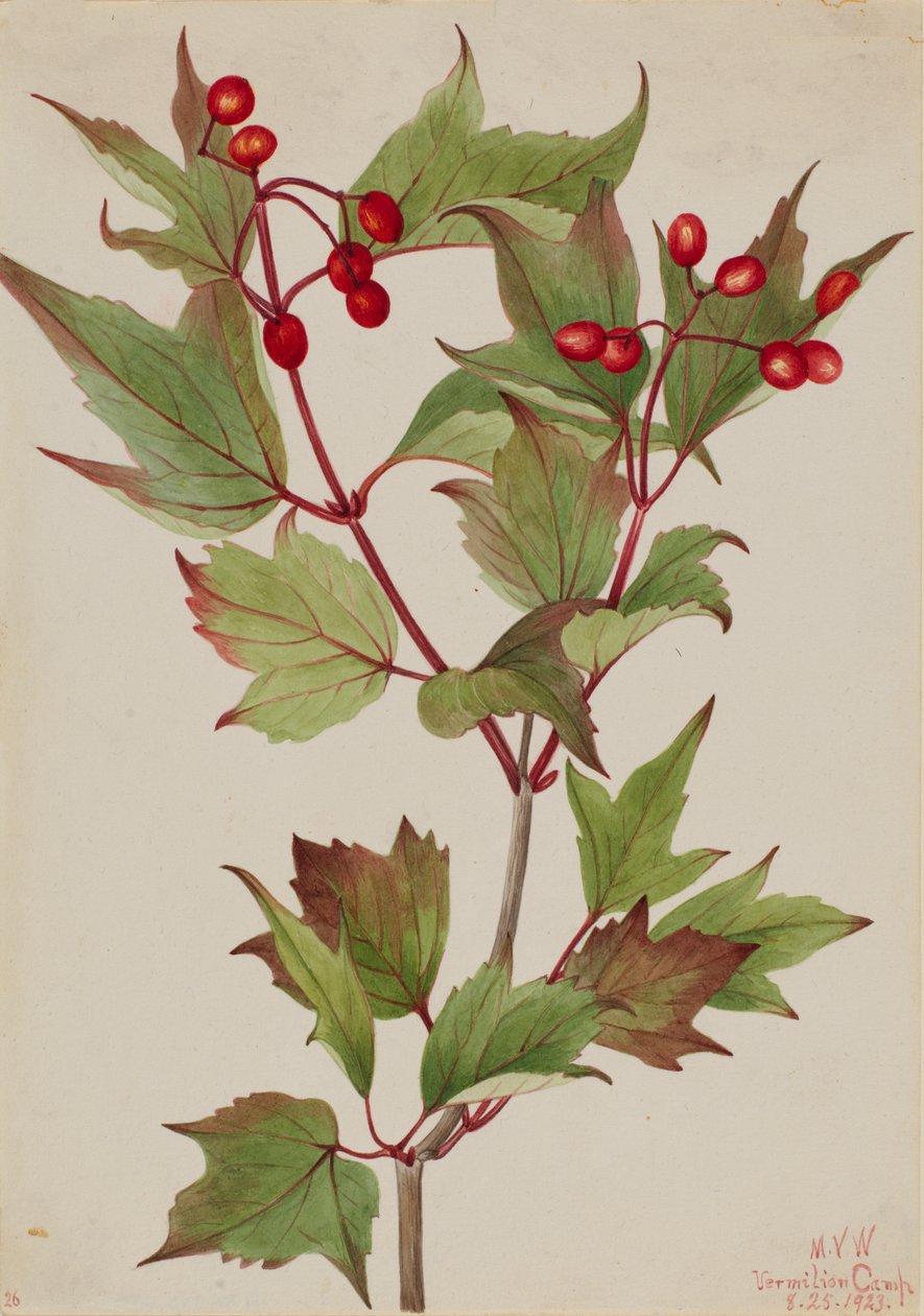 Karpalopensas Viburnum pauciflorum, 1923. tekijältä Mary Vaux Walcott