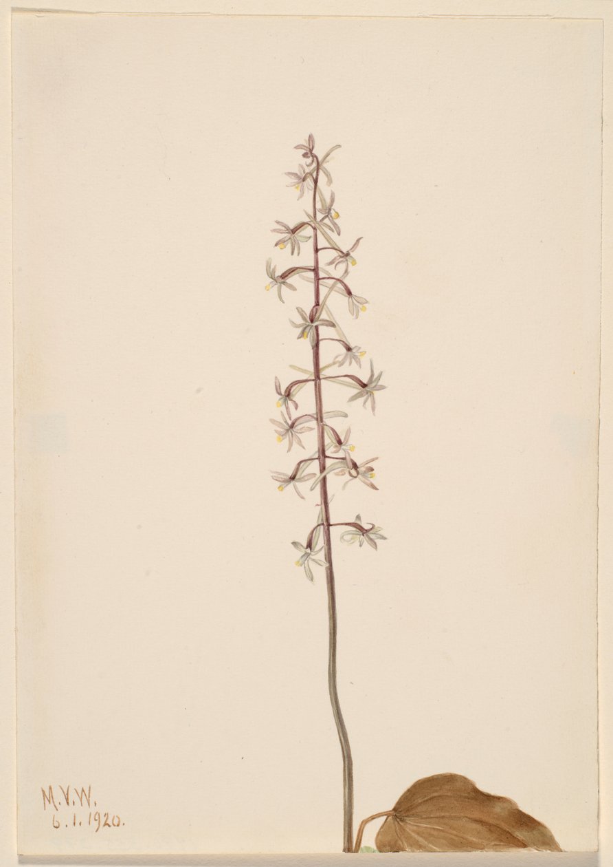 Kurki-Kärpäsen orkidea (Tipularia uniflora) tekijältä Mary Vaux Walcott