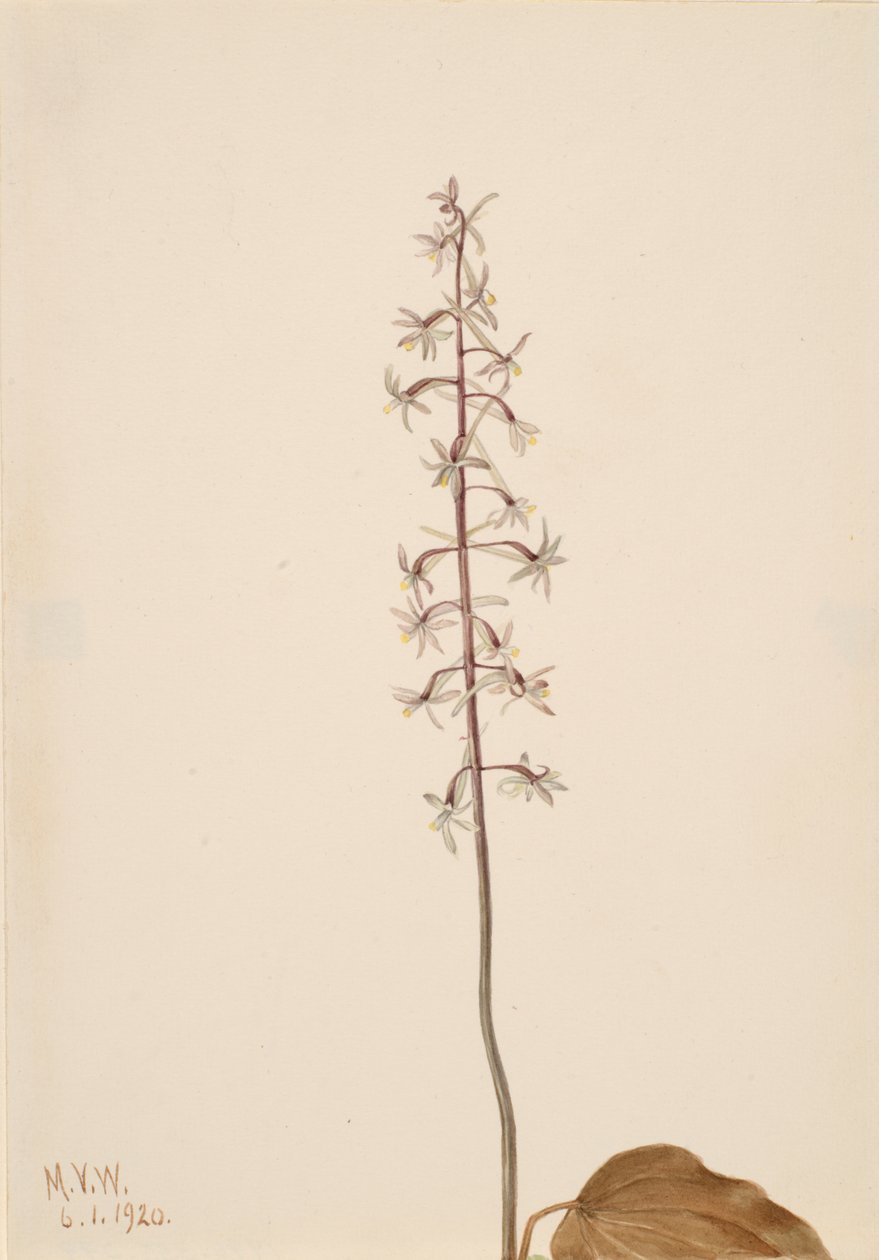Crane-Fly Orchis Tipularia uniflora, 1920. tekijältä Mary Vaux Walcott