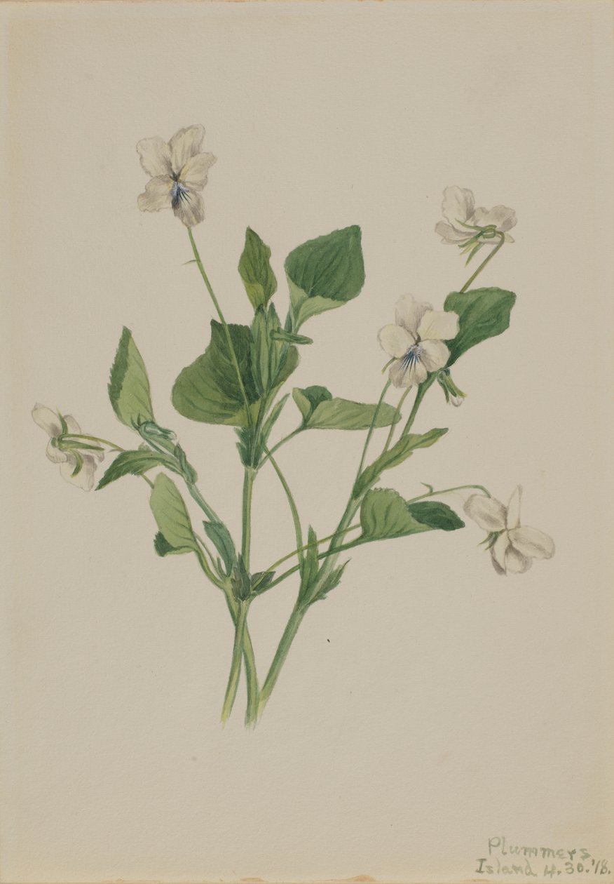 Kermavioletti (Viola striata) tekijältä Mary Vaux Walcott