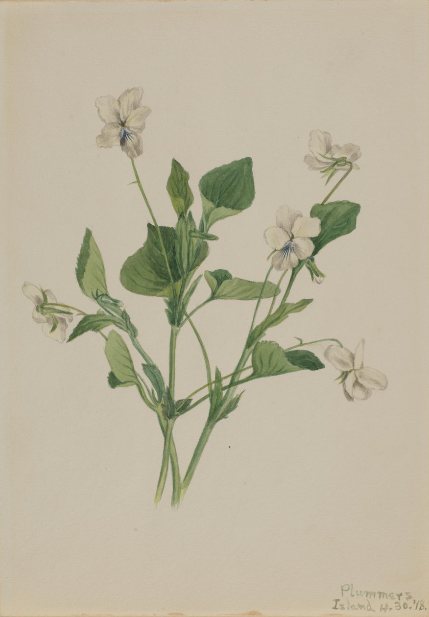 Kermanvioletti Viola striata, 1918. tekijältä Mary Vaux Walcott