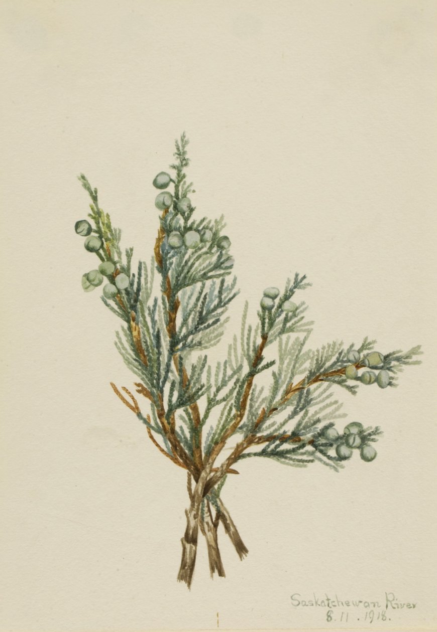 Hiipivä kataja (Juniperus horizontalis) tekijältä Mary Vaux Walcott