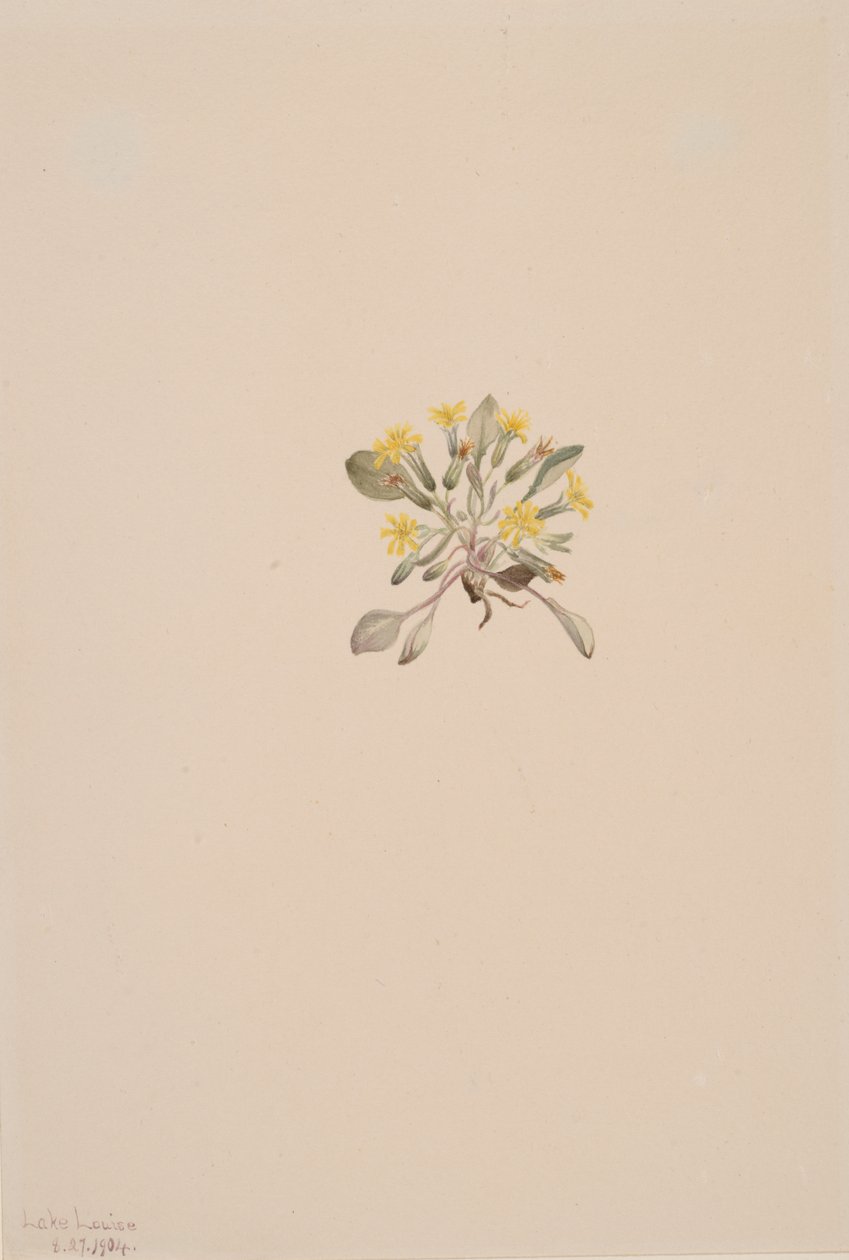 Tyylikkäät krepit, 1904. tekijältä Mary Vaux Walcott