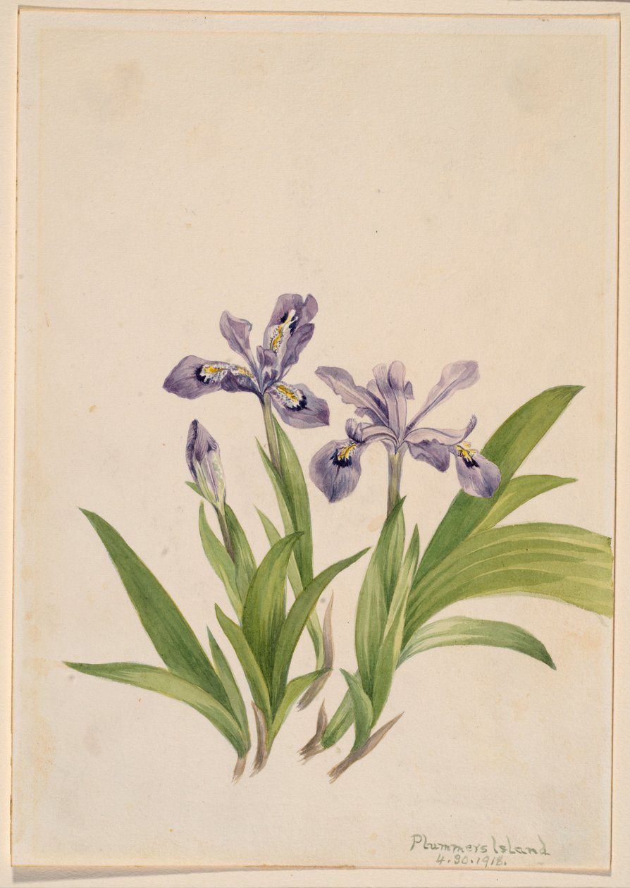 Harmaasirkka (Iris cristata) tekijältä Mary Vaux Walcott
