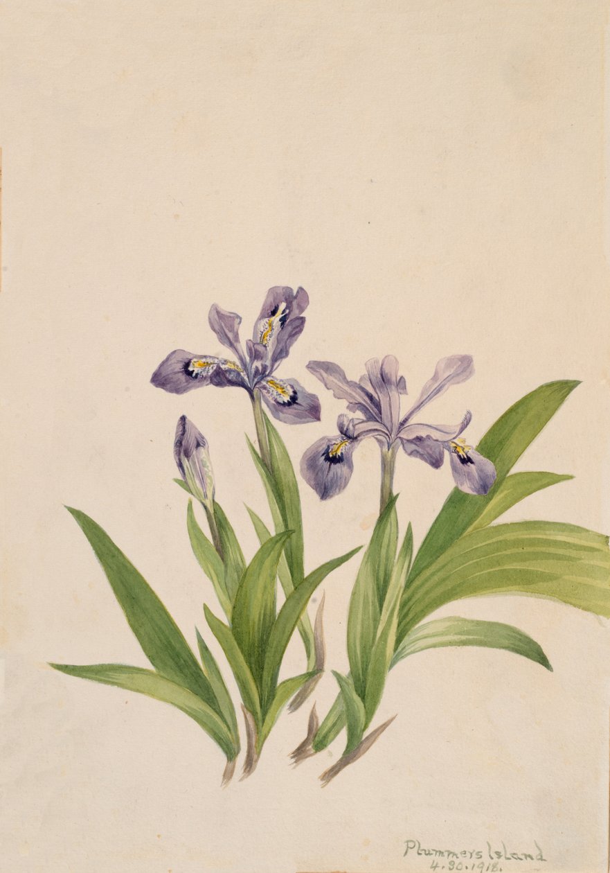 Crested Iris Iris cristata, 1918. tekijältä Mary Vaux Walcott