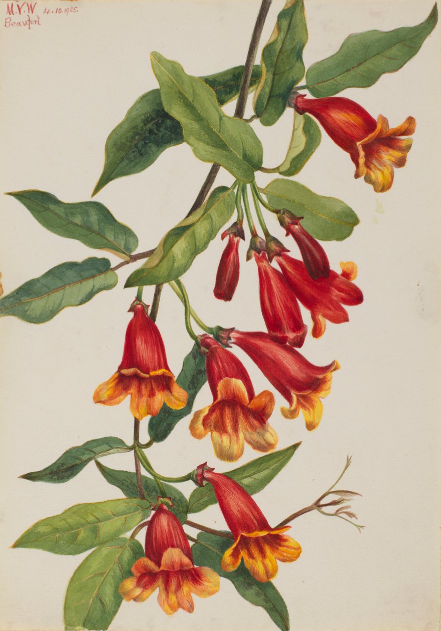 Crossvine (Anisostichus capreolatus) tekijältä Mary Vaux Walcott