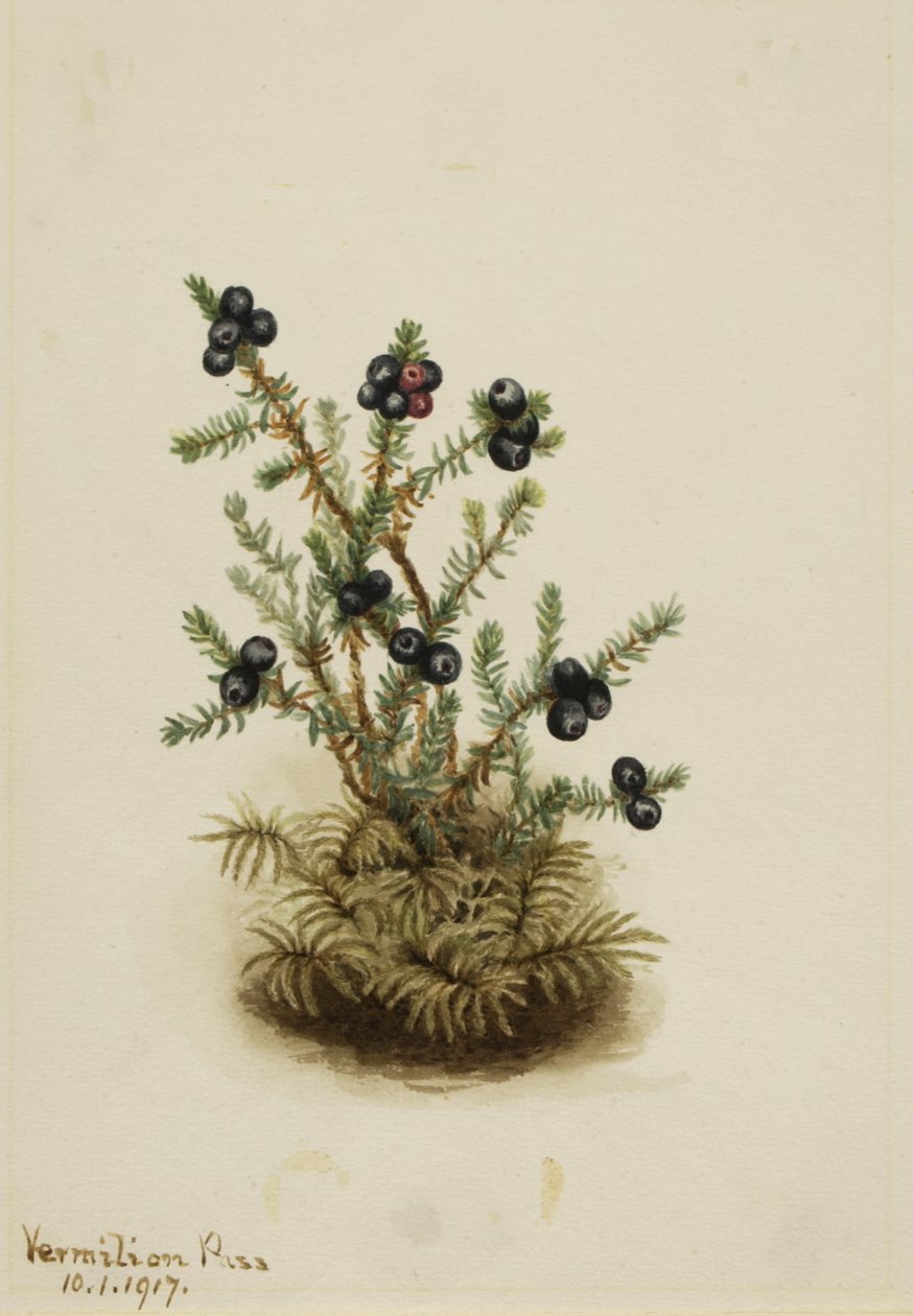 Black Crowberry, 1917. tekijältä Mary Vaux Walcott
