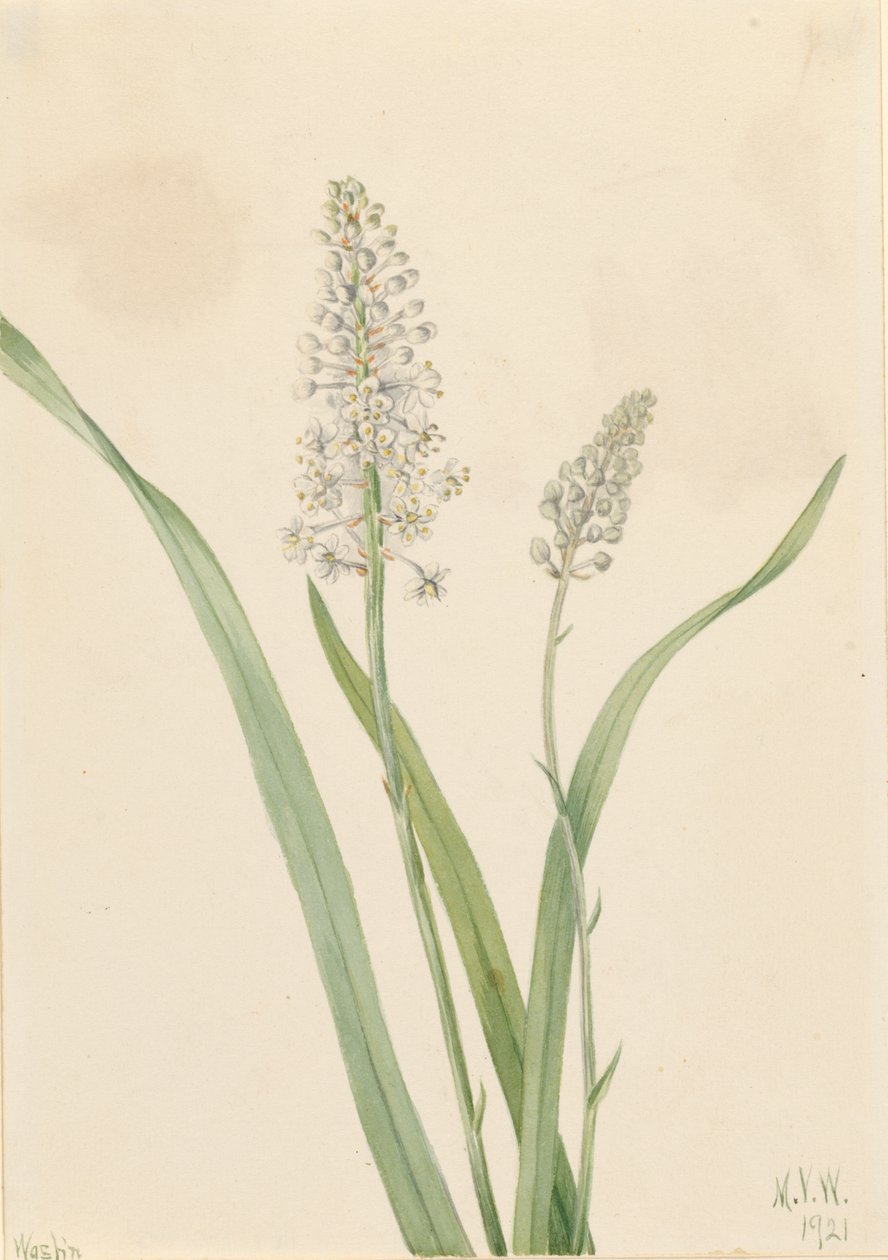Variksenmyrkky (Chrosperma muscaetoxicum) tekijältä Mary Vaux Walcott