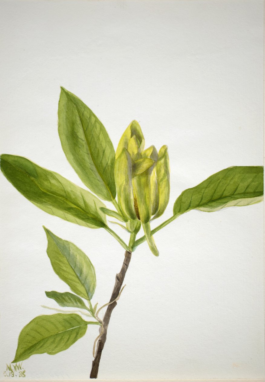 Kurkkupuu (Magnolia scuminata) tekijältä Mary Vaux Walcott