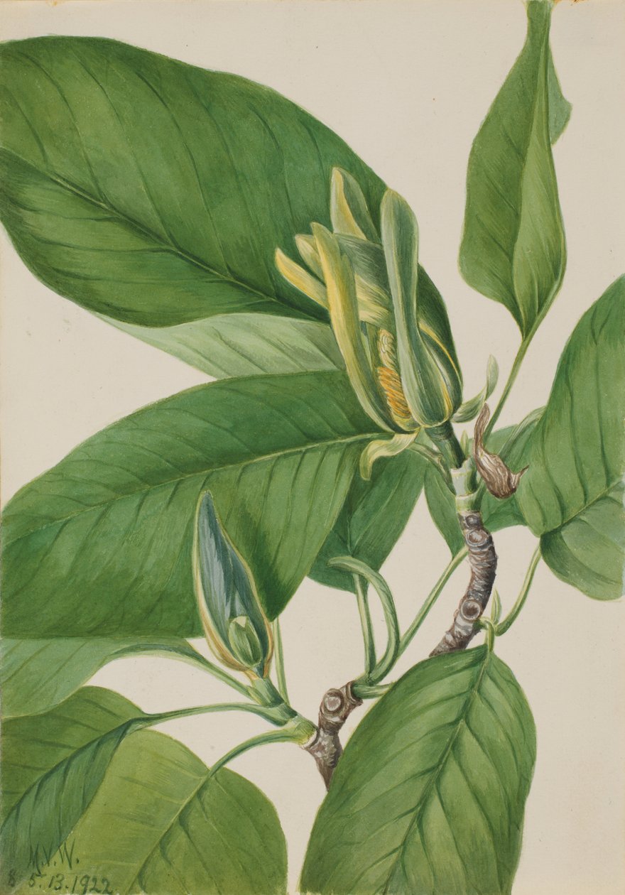 Kurkkupuu (Magnolia acuminata) tekijältä Mary Vaux Walcott