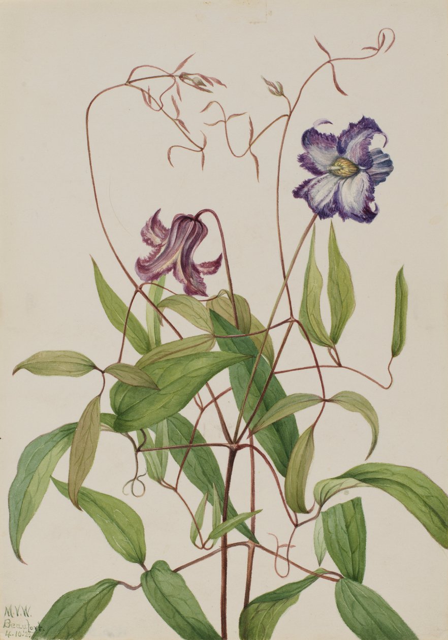 Kihara klematiisi (Clematis crispa) tekijältä Mary Vaux Walcott