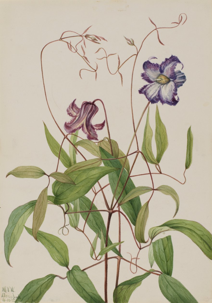Curly Clematis Clematis curla, 1925. tekijältä Mary Vaux Walcott