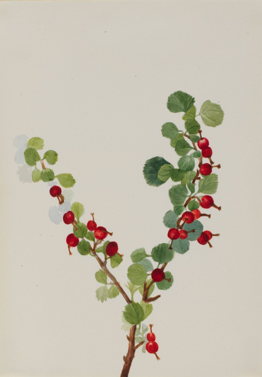 Herukka (keskeneräinen) (Ribes-lajit) tekijältä Mary Vaux Walcott