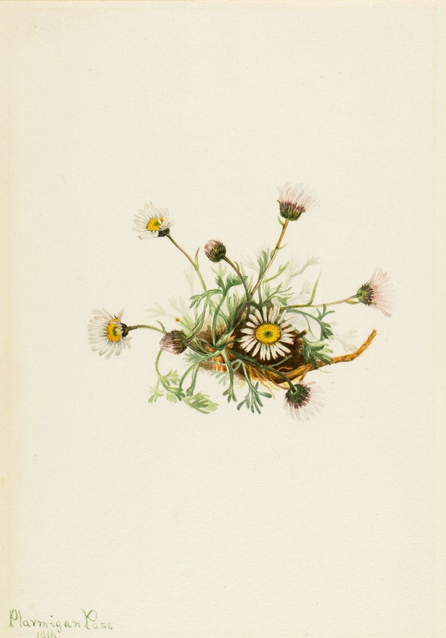 Leikkauslehtikirppu (Erigeron compositus) tekijältä Mary Vaux Walcott