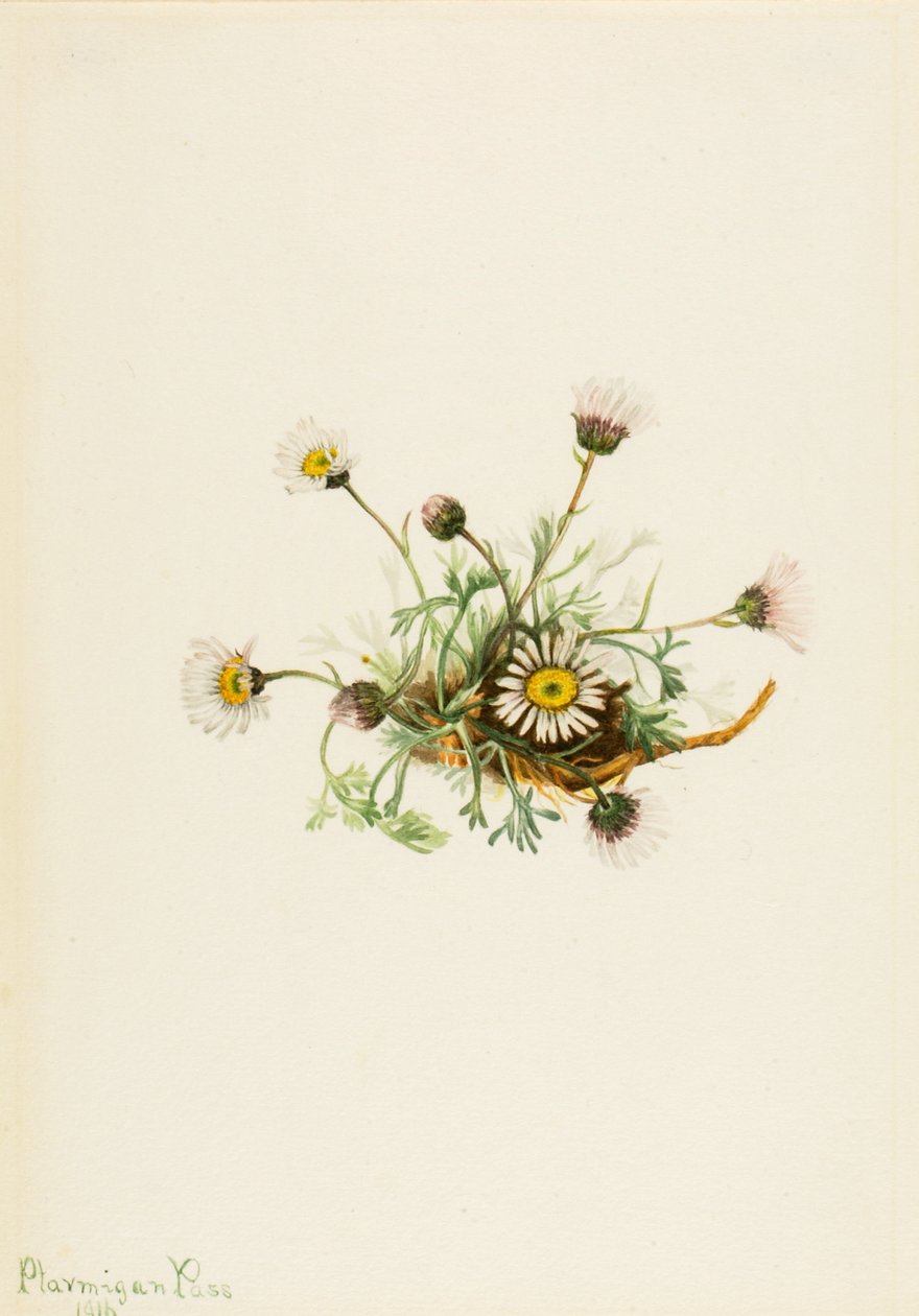 Cut-Leaf Fleabane Erigeron -ottelu, 1916. tekijältä Mary Vaux Walcott