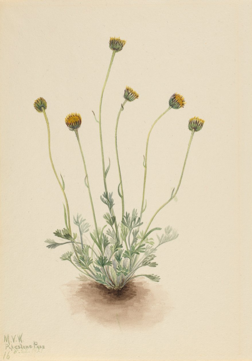 Leikatut lehdet (Erigeron compositus nudus) tekijältä Mary Vaux Walcott