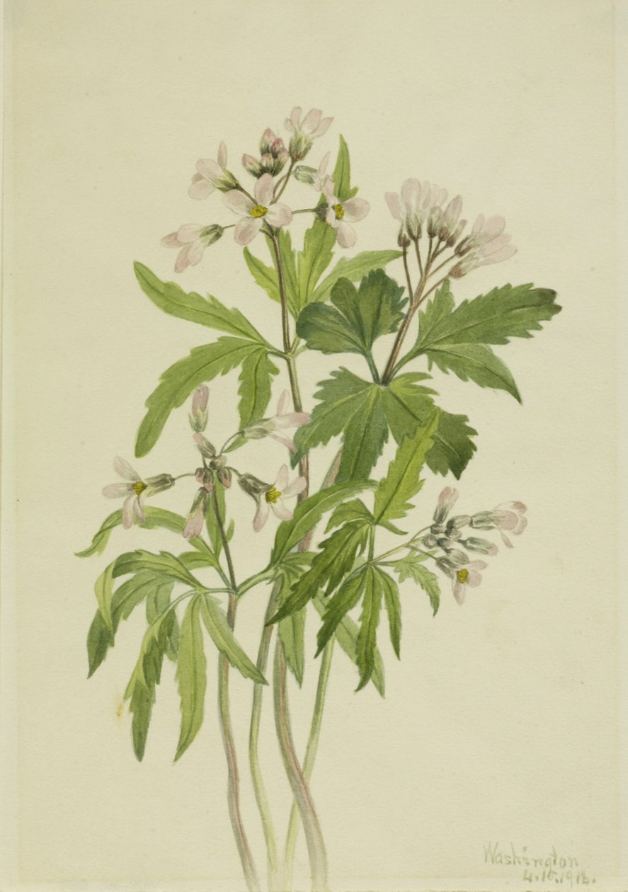 Leikattu hammasjuuri Dentaria laciniata, 1918. tekijältä Mary Vaux Walcott