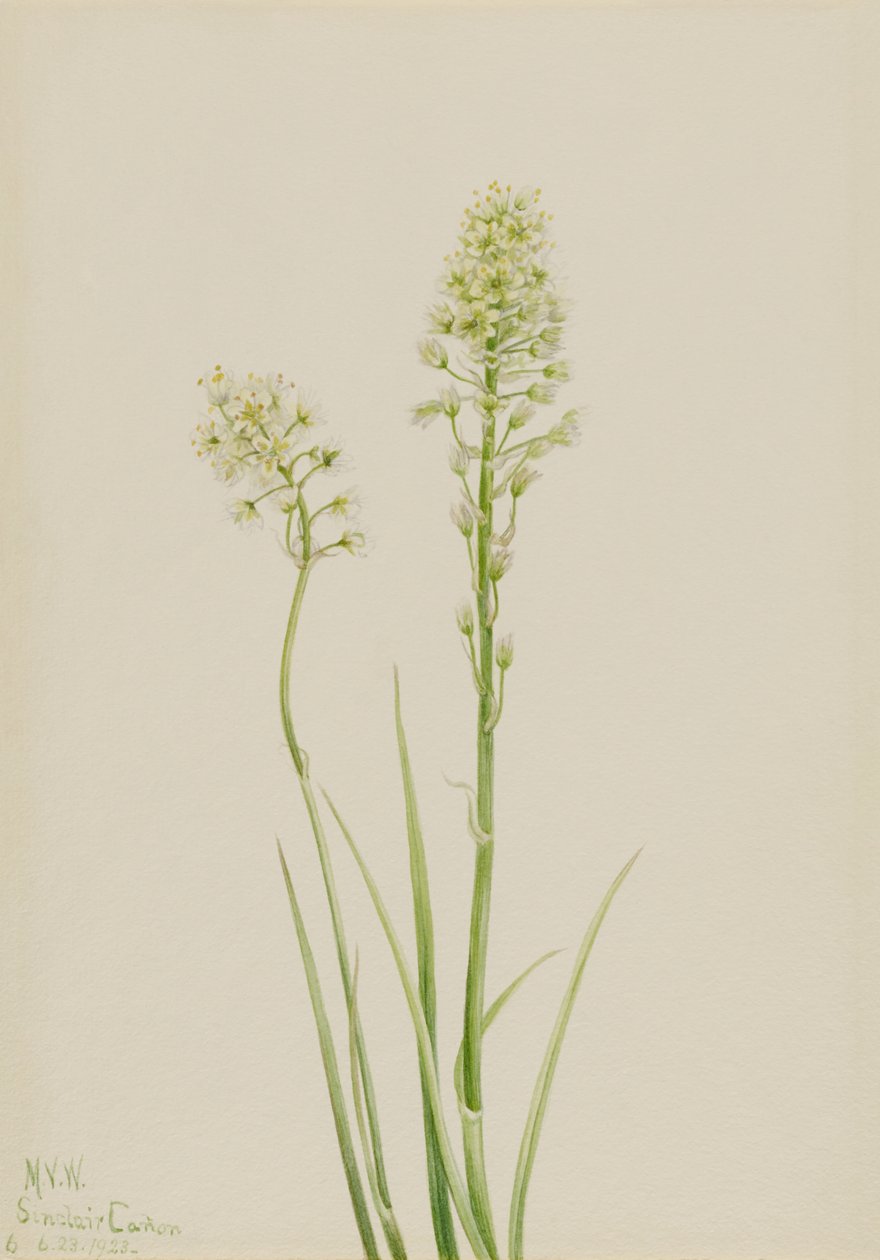Kuolema Camas (Zygadenus venenosus) tekijältä Mary Vaux Walcott