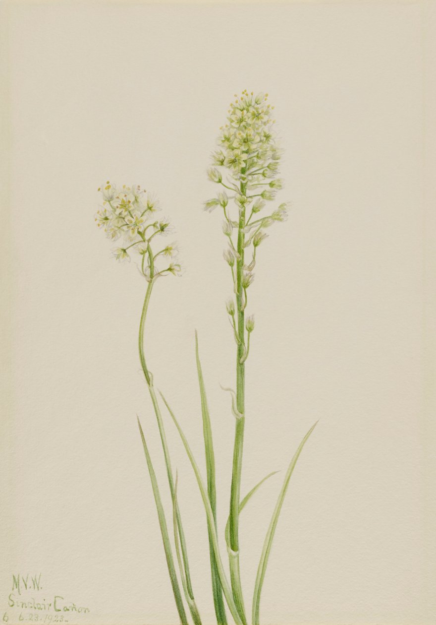 Death Camas Zygadenus myrkyllinen, 1923. tekijältä Mary Vaux Walcott