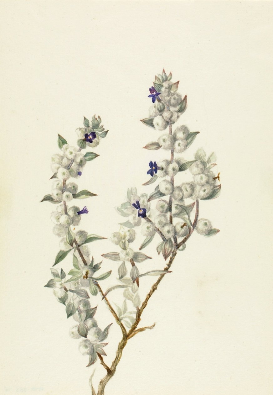 Kuolemanlaakson salvia (Salvia funerea) tekijältä Mary Vaux Walcott