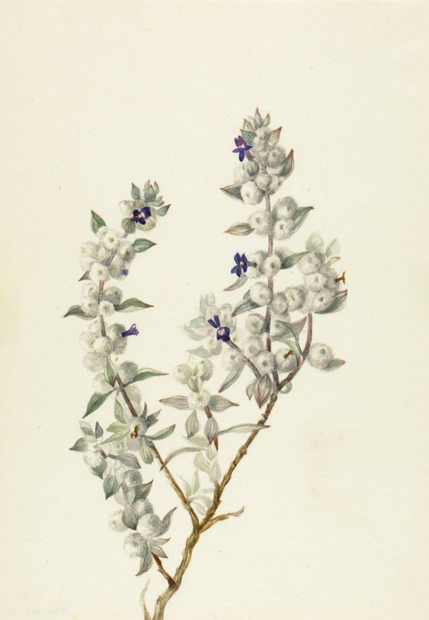 Death Valley Sage Salvia funerea, n. 1930-luvun alku. tekijältä Mary Vaux Walcott